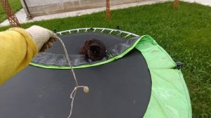 Воскресный день.Как зимуют мои хризантемы