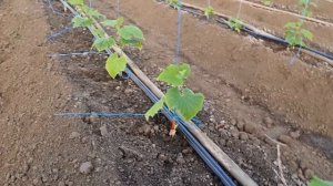 Томат и огурец в одной теплице, ранняя высадка.