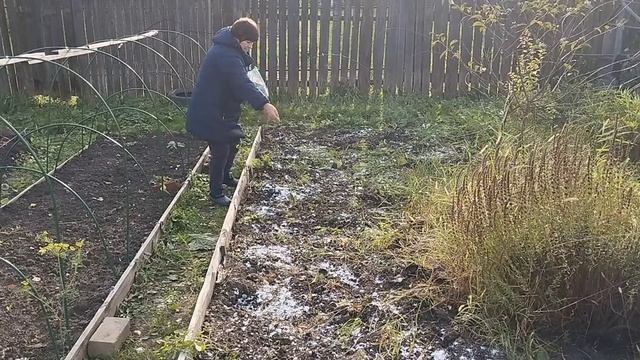 Мой огородный день. Сбор капусты белокочанной и зелень на заморозку.