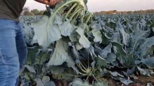 Овощи растут. Капуста брокколи Самоа