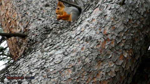 Мисхор парк. Старейший парк южного берега Крыма. Кореиз курорт Большая Ялта Крым Мисхорская гавань