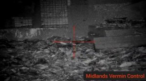 25+ rats- Giving the rats a bath on a new permission - pard nv008 lrf- night vision rat hunting