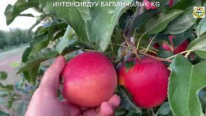 ГАЛА ШНИГА ШНИКО РЕД Интенсивдуу алма бак