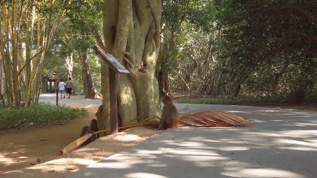 Китай. Остров обезьян 2020 — Увлекательная поездка смотреть онлайн