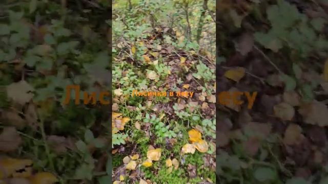 А как вы проводите выходные? #погода #travel #грибы смотреть онлайн