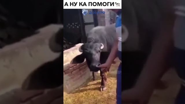 Заказывайте поилки у нас и дружба с вашими рогатыми вам обеспечена 😁👍