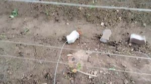 Зимние укрытие для винограда