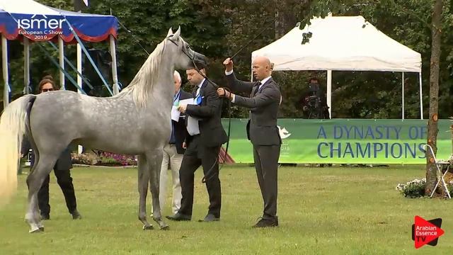 N.121 HS GRACE - Strohen 2019 C European - 3 year old Fillies (Class 5) смотреть онлайн