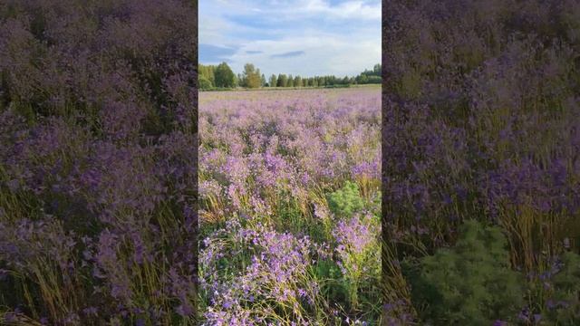 нашли поле с колокольчиком :) смотреть онлайн