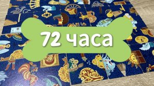 ЧТО ВАС ЖДЕТ В БЛИЖАЙШИЕ 72 ЧАСА⁉️ гадание пасьянс Tarot Reading