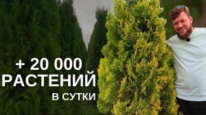 +20 000 растений в сутки