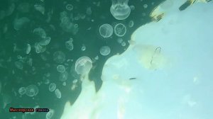 Крым дайвинг компот из медуз-аурелии, корнерот, гребневик Мисхорская гавань, стайки кефали, хромис