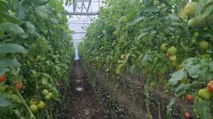 Пинк Айди, 16 ноября 2023, не просто, но у нас получилось налить томат хорошего размера