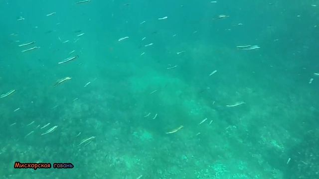 Симеиз очистные завод жбк Морстройдикий пляж подводное плавание луфарь, рыба игла, барабуля Крым