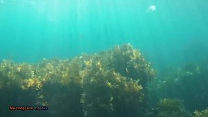 Бакланы плавающие под водой. Крым