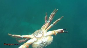 Крым дайвинг Ялта, ловил каменного краба наткнулся на ерша с огромной головой и злобным взглядом