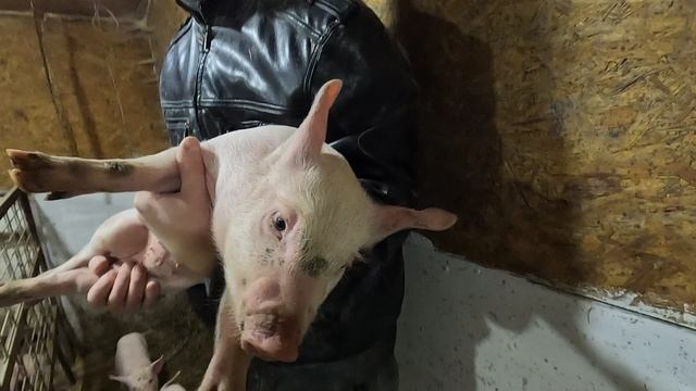 🐷 меня почесали по Вашей просьбе ❤️ Развитие поросят после 14 дней смотреть онлайн