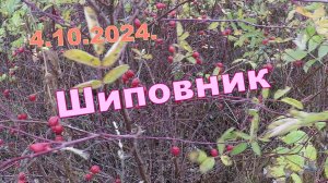 Собираем шиповник. 4.10.2024. Верховье. Федосовская.