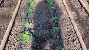 Овощи Растут. Выращивание огурца зимой. Видео 2.