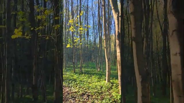 Крымская сосна в Москве весенней