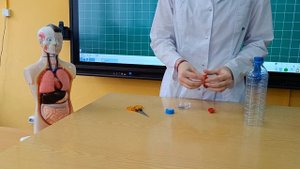 Физическая модель лёгких