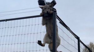 Волк не дождался ужина и перелез через вольер🤯‼️