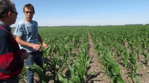 Успех Кукурузы при  Прямом Посеве- NO-TILL, заниженные нормы высева, при низком уровне осадков