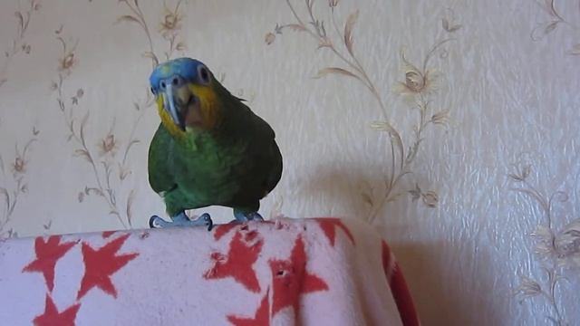 Хорек Лаки строит дом а Лара наблюдает. смотреть онлайн