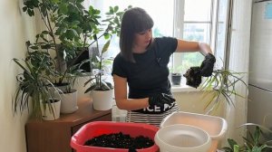Пересадка драцен в хороший грунт. Кончики листьев больше не сохнут.