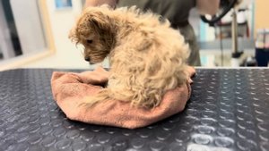 Груминг щенка мальтипу и приучение к грумингу в зоосалоне Businka на Пресне, Москва