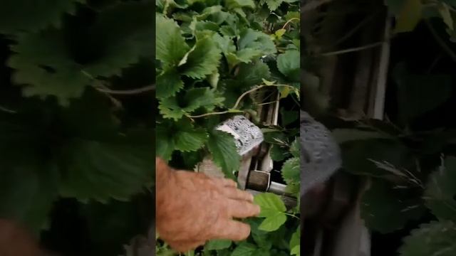 Защита клубники от мышей