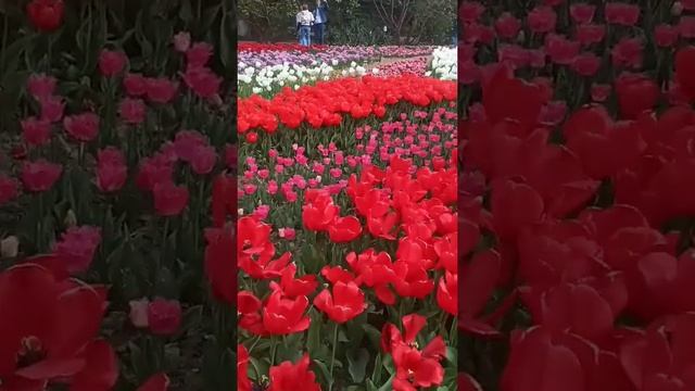 Бал тюльпанов в Никитском саду Ялта