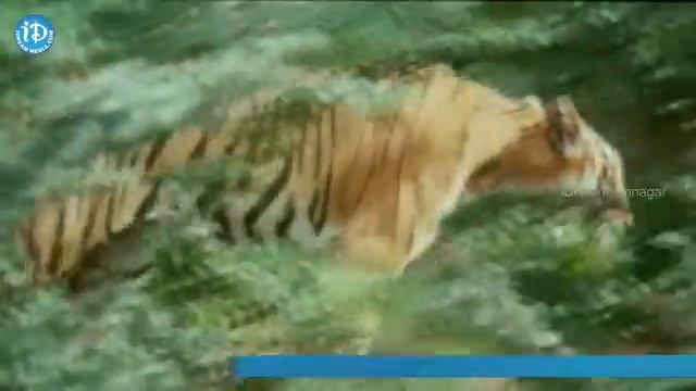 Punyabhumi Nadesam Video Song - Independence Day Special Song || NTR || M M Keeravani смотреть онлайн