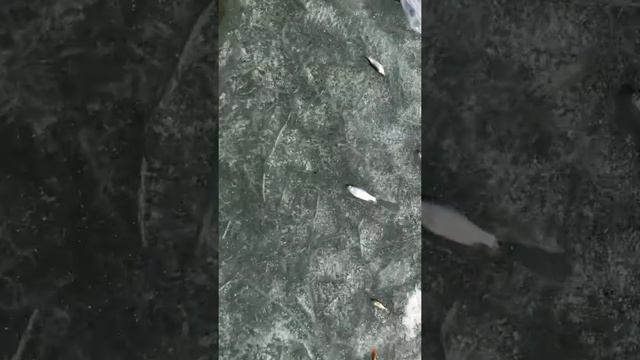 5 апреля 2020 г. смотреть онлайн