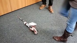 LEGO Robot Snake ( 31313 Mindstorms EV3)