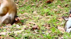 Mom monkey fights and drops her baby from the tree