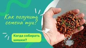 Когда и как собирать семян туи и других хвойников? Когда собирать шишки?