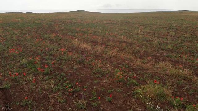 2019 Эльтиген смотреть онлайн