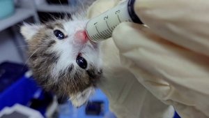 История спасения котёнка