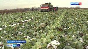 Капуста под снегом