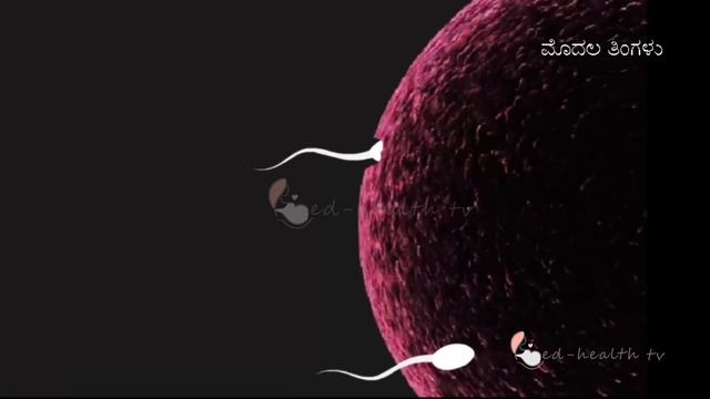 Pregnancy | Kannada | Month by Month | Month 1 | ಗರ್ಭಧಾರಣೆ ತಿಂಗಳ- 1 | Week 1 to Week 4 смотреть онлайн