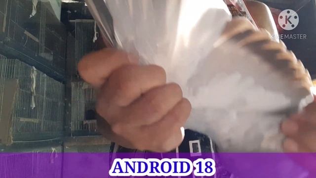 NEW PAIRING ANDROID 17 (0002) & ANDROID 18 | DJ BHOB RACING PIGEON смотреть онлайн