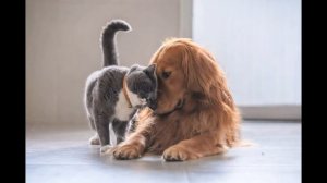 Авилов Алексей -  Кошка с собакой