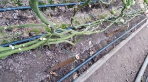 Овощи растут. Томат Мей Шуай на приспуске.