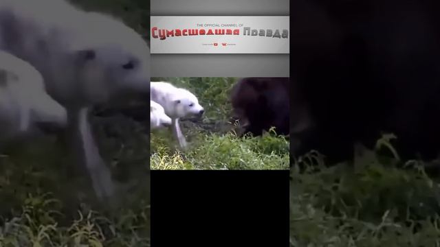 КОГО БОИТСЯ МЕДВЕДЬ? Волки