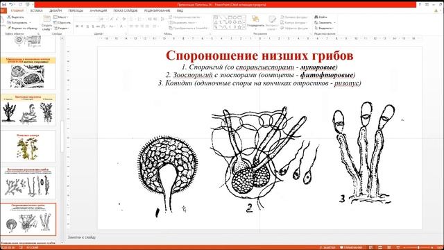 ППП Агрономия 2024-10-17_2