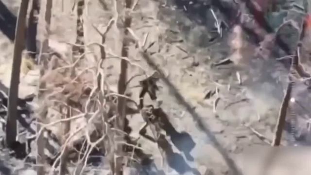 В Серебрянском лесничестве разворошили гнездо чубо-птичек