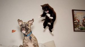 Авилов Алексей -  Кошка с собакой