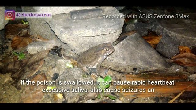 I found poison toad in Mae Raka Thailand смотреть онлайн