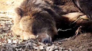 Как медведи ходят в туалет во время спячки?